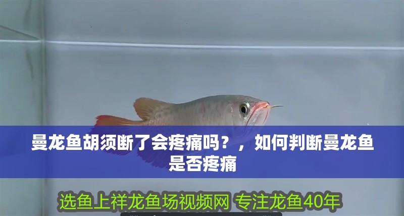 曼龍魚胡須斷了會疼痛嗎？，如何判斷曼龍魚是否疼痛