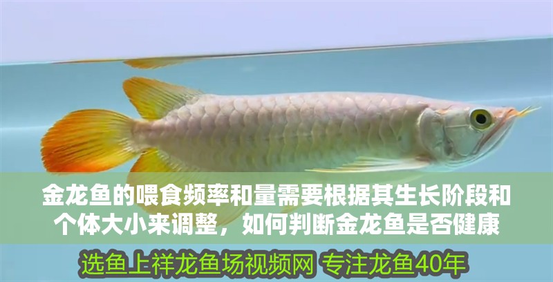 金龍魚的喂食頻率和量需要根據其生長階段和個體大小來調整，如何判斷金龍魚是否健康