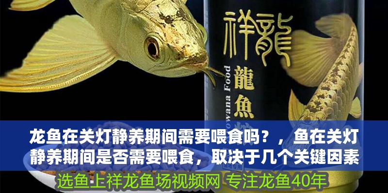 龍魚在關燈靜養期間需要喂食嗎？，魚在關燈靜養期間是否需要喂食，取決于幾個關鍵因素