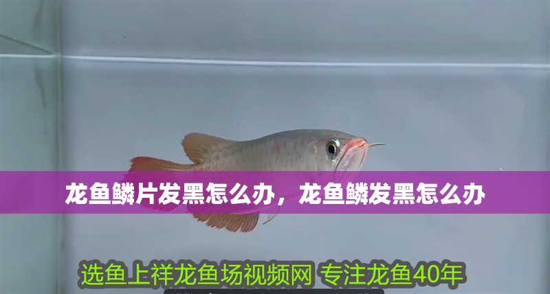 龍魚鱗片發黑怎么辦，龍魚鱗發黑怎么辦