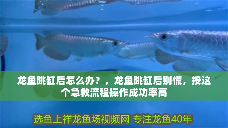 龍魚跳缸后怎么辦？，龍魚跳缸后別慌，按這個(gè)急救流程操作成功率高
