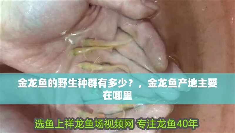 金龍魚的野生種群有多少？，金龍魚產地主要在哪里
