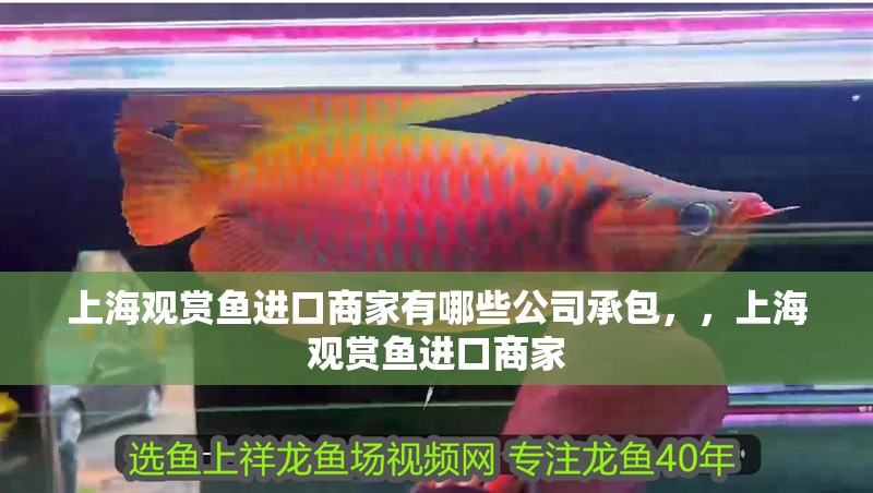 上海觀賞魚進口商家有哪些公司承包，，上海觀賞魚進口商家