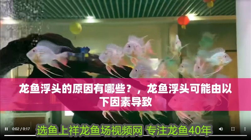 龍魚浮頭的原因有哪些？，龍魚浮頭可能由以下因素導致 龍魚浮頭的原因有哪些？，龍魚浮頭可能由以下因素導致 龍魚百科