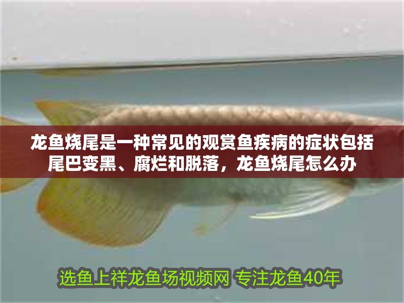 龍魚燒尾是一種常見的觀賞魚疾病的癥狀包括尾巴變黑、腐爛和脫落，龍魚燒尾怎么辦