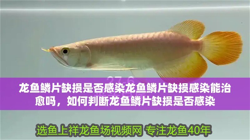 龍魚(yú)鱗片缺損是否感染龍魚(yú)鱗片缺損感染能治愈嗎，如何判斷龍魚(yú)鱗片缺損是否感染