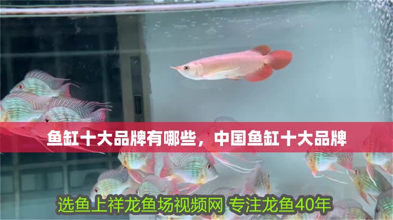 魚缸十大品牌有哪些，中國魚缸十大品牌