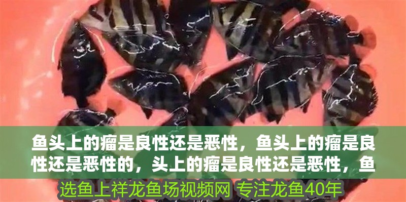 魚頭上的瘤是良性還是惡性，魚頭上的瘤是良性還是惡性的，頭上的瘤是良性還是惡性，魚頭上的瘤是良性還是惡性