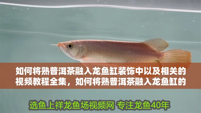 如何將熟普洱茶融入龍魚缸裝飾中以及相關的視頻教程全集，如何將熟普洱茶融入龍魚缸的裝飾中