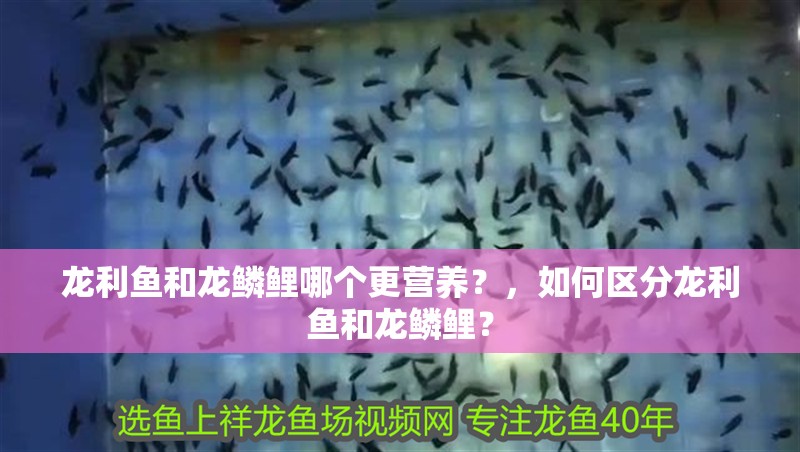 龍利魚和龍鱗鯉哪個更營養？，如何區分龍利魚和龍鱗鯉？