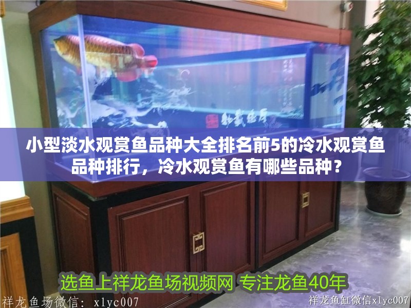 小型淡水觀賞魚品種大全排名前5的冷水觀賞魚品種排行，冷水觀賞魚有哪些品種？