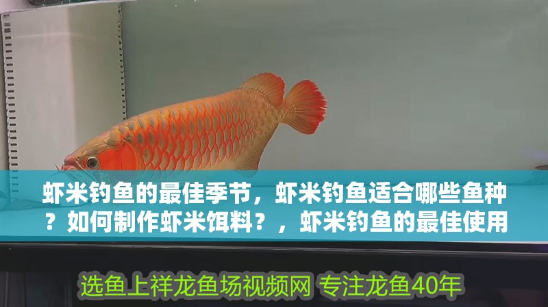 蝦米釣魚的最佳季節(jié)，蝦米釣魚適合哪些魚種？如何制作蝦米餌料？，蝦米釣魚的最佳使用方法， 蝦米釣魚的最佳季節(jié)，蝦米釣魚適合哪些魚種？如何制作蝦米餌料？，蝦米釣魚的最佳使用方法， 龍魚百科