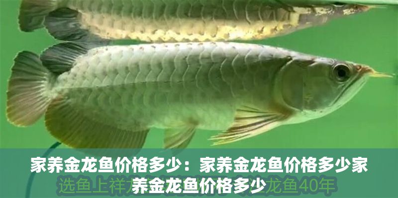 家養(yǎng)金龍魚(yú)價(jià)格多少：家養(yǎng)金龍魚(yú)價(jià)格多少家養(yǎng)金龍魚(yú)價(jià)格多少 家養(yǎng)金龍魚(yú)價(jià)格多少：家養(yǎng)金龍魚(yú)價(jià)格多少家養(yǎng)金龍魚(yú)價(jià)格多少 龍魚(yú)百科 第2張