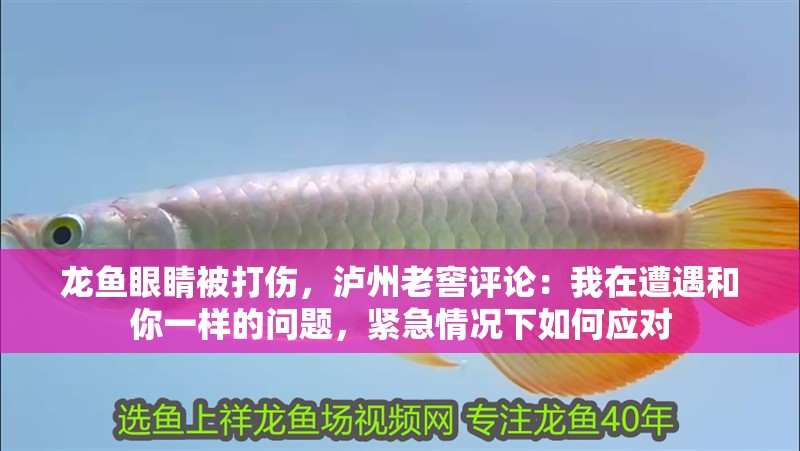 龍魚眼睛被打傷，瀘州老窖評論：我在遭遇和你一樣的問題，緊急情況下如何應對