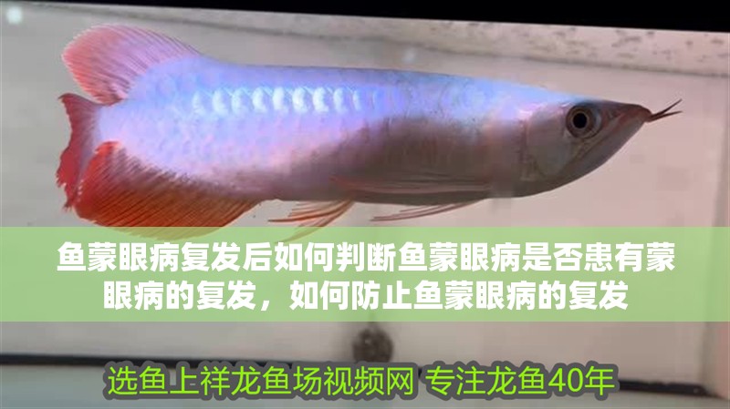 魚蒙眼病復發后如何判斷魚蒙眼病是否患有蒙眼病的復發，如何防止魚蒙眼病的復發
