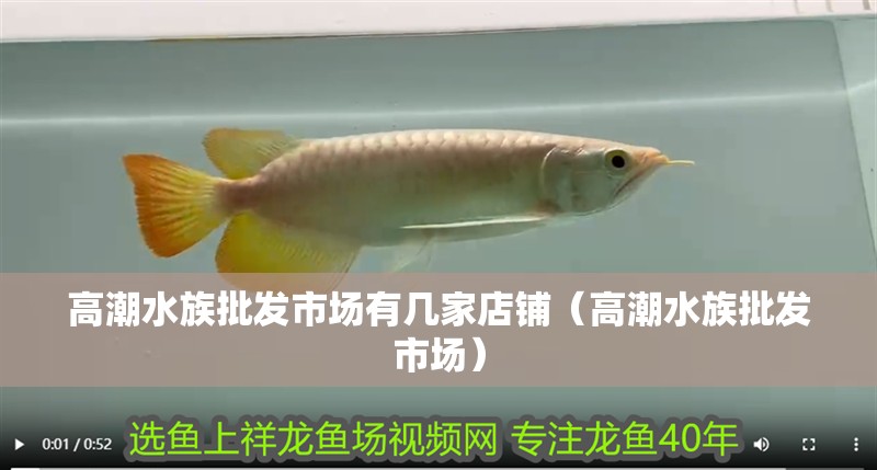 高潮水族批發(fā)市場有幾家店鋪（高潮水族批發(fā)市場）