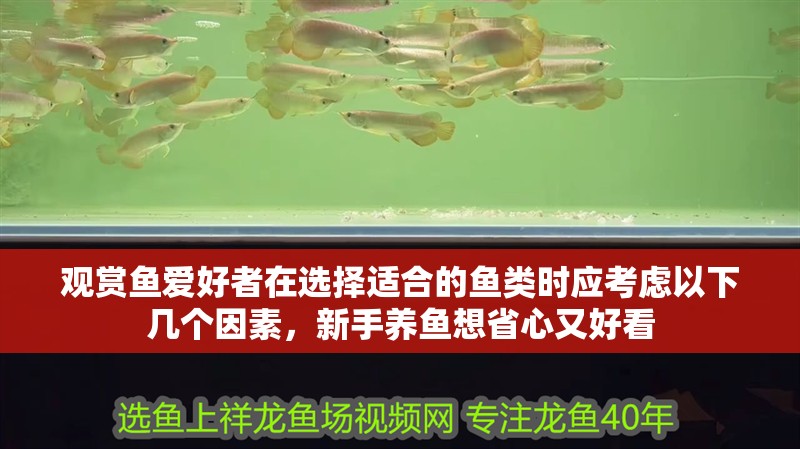 觀賞魚愛好者在選擇適合的魚類時應考慮以下幾個因素，新手養魚想省心又好看