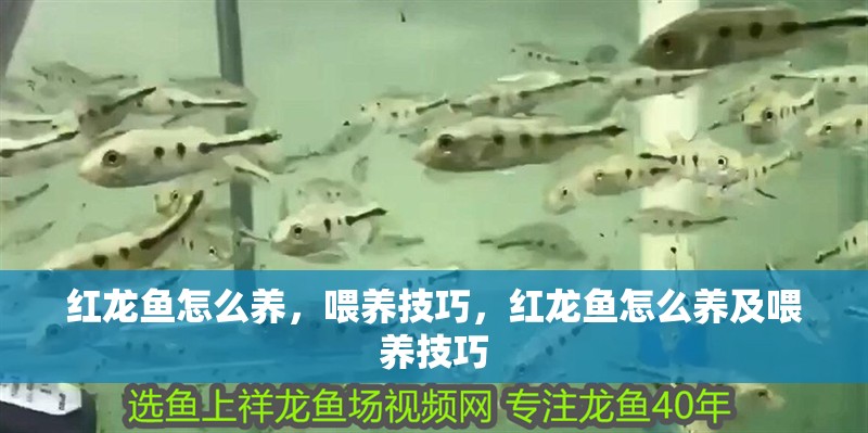 紅龍魚怎么養，喂養技巧，紅龍魚怎么養及喂養技巧