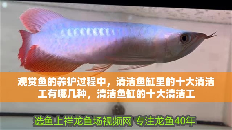 觀賞魚的養護過程中，清潔魚缸里的十大清潔工有哪幾種，清潔魚缸的十大清潔工