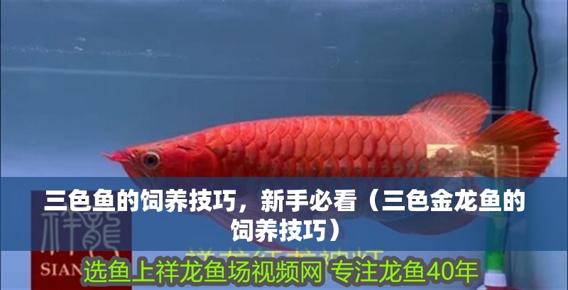 三色魚的飼養(yǎng)技巧，新手必看（三色金龍魚的飼養(yǎng)技巧）