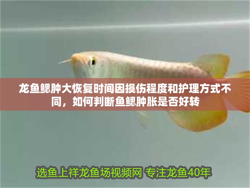 龍魚鰓腫大恢復時間因損傷程度和護理方式不同，如何判斷魚鰓腫脹是否好轉(zhuǎn)