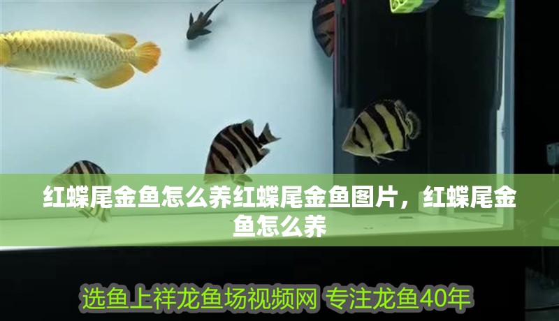 紅蝶尾金魚(yú)怎么養(yǎng)紅蝶尾金魚(yú)圖片，紅蝶尾金魚(yú)怎么養(yǎng)