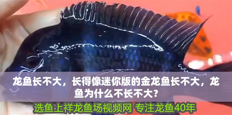 龍魚長不大，長得像迷你版的金龍魚長不大，龍魚為什么不長不大？