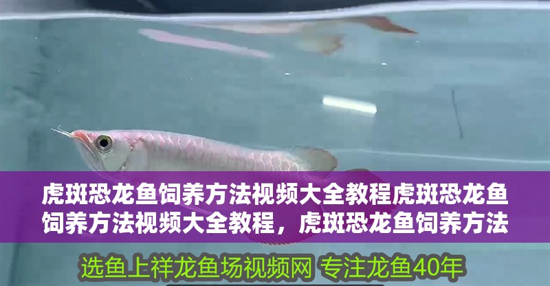 虎斑恐龍魚飼養(yǎng)方法視頻大全教程虎斑恐龍魚飼養(yǎng)方法視頻大全教程，虎斑恐龍魚飼養(yǎng)方法視頻
