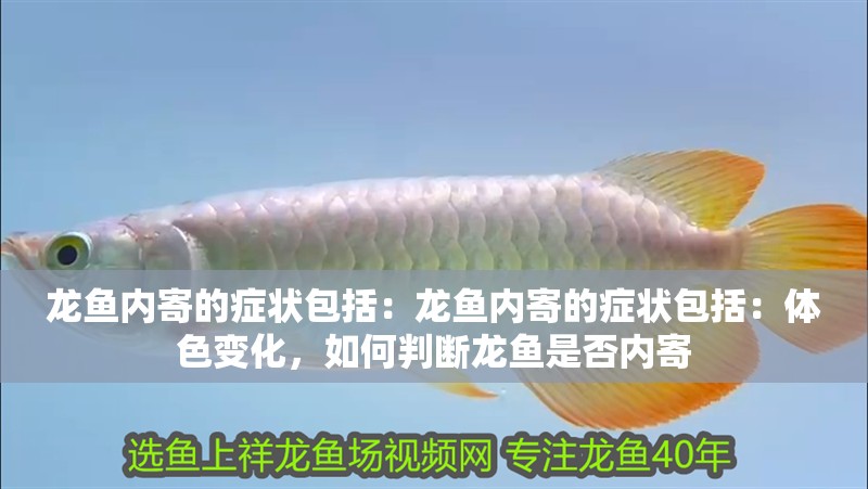 龍魚(yú)內(nèi)寄的癥狀包括：龍魚(yú)內(nèi)寄的癥狀包括：體色變化，如何判斷龍魚(yú)是否內(nèi)寄