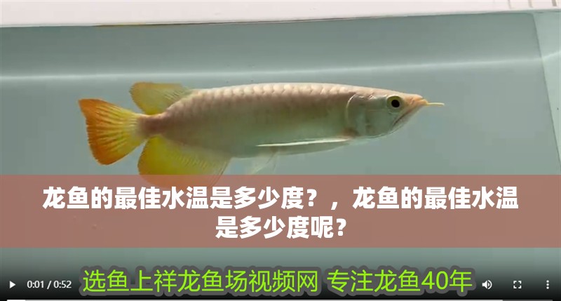 龍魚的最佳水溫是多少度？，龍魚的最佳水溫是多少度呢？ 龍魚的最佳水溫是多少度？，龍魚的最佳水溫是多少度呢？ 觀賞魚百科 第2張