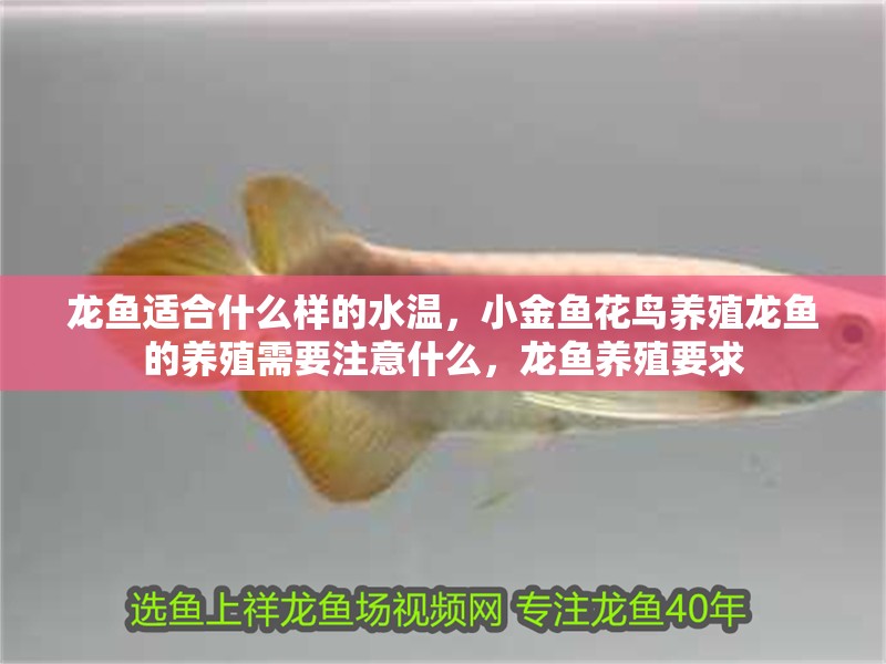 龍魚適合什么樣的水溫，小金魚花鳥養(yǎng)殖龍魚的養(yǎng)殖需要注意什么，龍魚養(yǎng)殖要求
