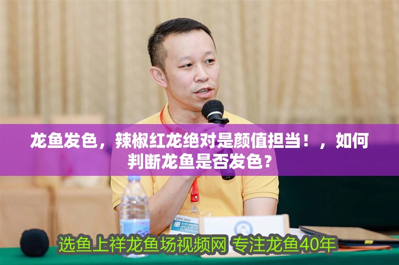 龍魚發色，辣椒紅龍絕對是顏值擔當！，如何判斷龍魚是否發色？