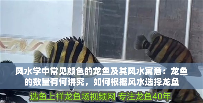 風(fēng)水學(xué)中常見顏色的龍魚及其風(fēng)水寓意：龍魚的數(shù)量有何講究，如何根據(jù)風(fēng)水選擇龍魚