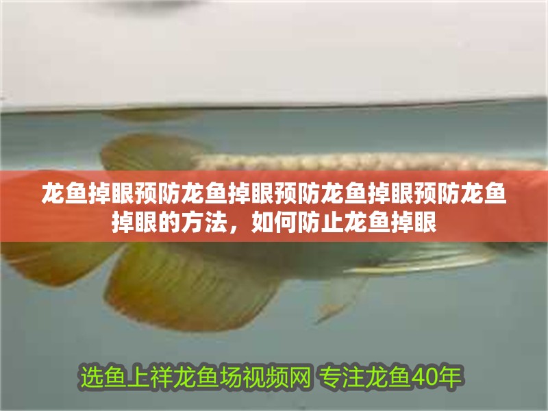 龍魚掉眼預(yù)防龍魚掉眼預(yù)防龍魚掉眼預(yù)防龍魚掉眼的方法，如何防止龍魚掉眼