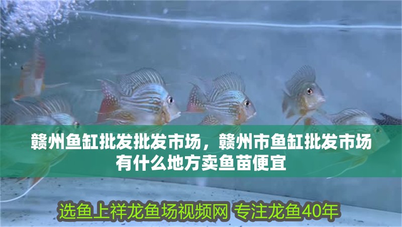 贛州魚缸批發批發市場，贛州市魚缸批發市場有什么地方賣魚苗便宜