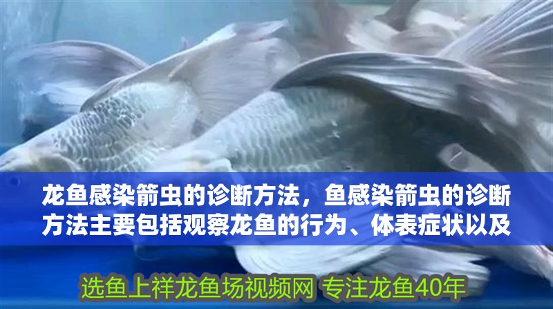 龍魚感染箭蟲的診斷方法，魚感染箭蟲的診斷方法主要包括觀察龍魚的行為、體表癥狀以及水質檢查 龍魚感染箭蟲的診斷方法，魚感染箭蟲的診斷方法主要包括觀察龍魚的行為、體表癥狀以及水質檢查 龍魚百科