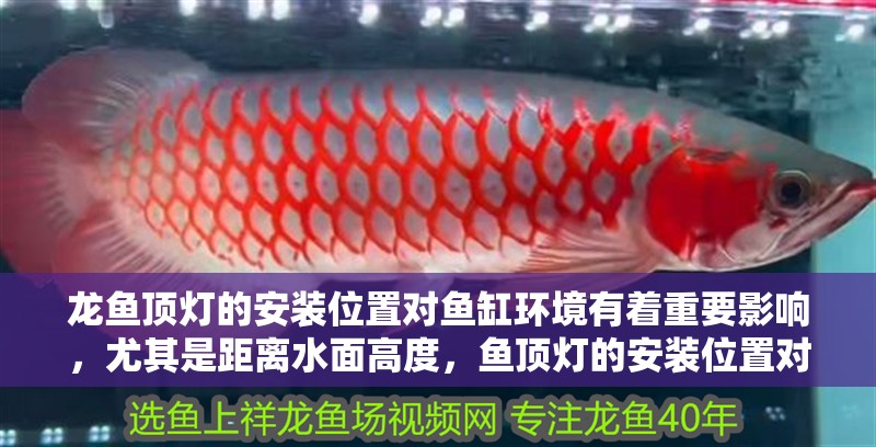 龍魚頂燈的安裝位置對魚缸環境有著重要影響，尤其是距離水面高度，魚頂燈的安裝位置對魚缸環境有著重要影響，尤其是距離水面的高度