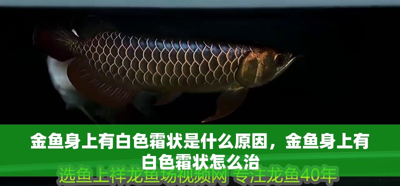 金魚身上有白色霜狀是什么原因，金魚身上有白色霜狀怎么治