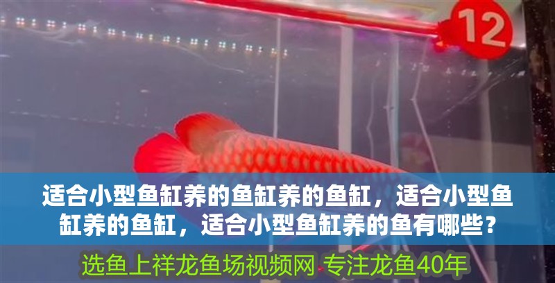 適合小型魚缸養的魚缸養的魚缸，適合小型魚缸養的魚缸，適合小型魚缸養的魚有哪些？