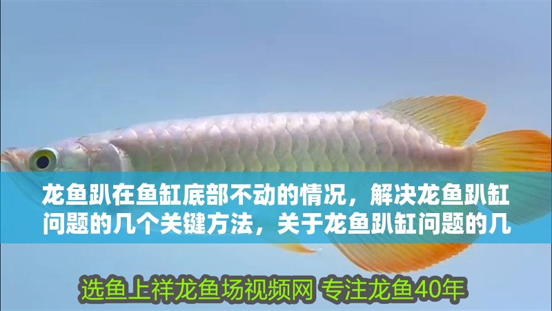 龍魚趴在魚缸底部不動的情況，解決龍魚趴缸問題的幾個關(guān)鍵方法，關(guān)于龍魚趴缸問題的幾個關(guān)鍵方法