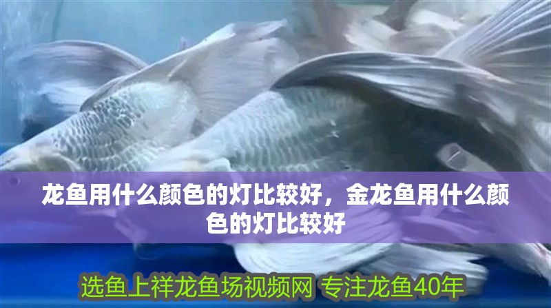 龍魚用什么顏色的燈比較好，金龍魚用什么顏色的燈比較好