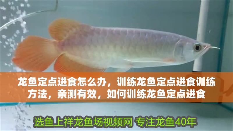龍魚定點進食怎么辦，訓練龍魚定點進食訓練方法，親測有效，如何訓練龍魚定點進食