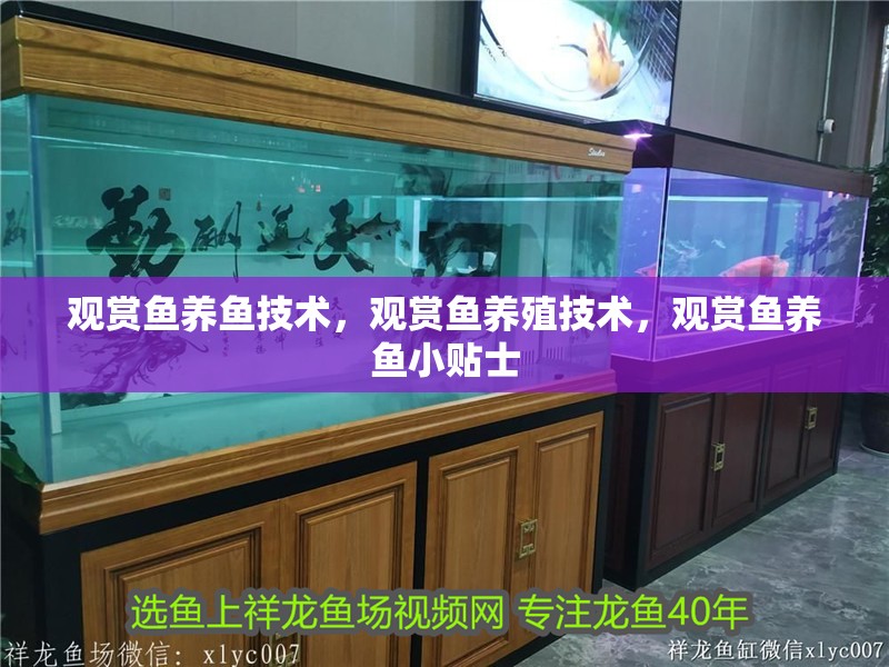 觀賞魚養(yǎng)魚技術(shù)，觀賞魚養(yǎng)殖技術(shù)，觀賞魚養(yǎng)魚小貼士