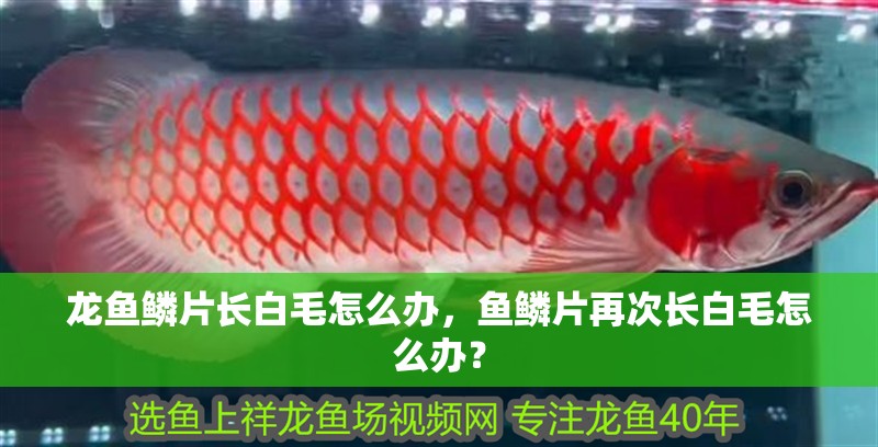 龍魚鱗片長白毛怎么辦，魚鱗片再次長白毛怎么辦？ 龍魚鱗片長白毛怎么辦，魚鱗片再次長白毛怎么辦？ 龍魚百科