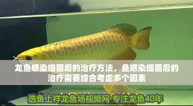 龍魚感染細菌后的治療方法，魚感染細菌后的治療需要綜合考慮多個因素