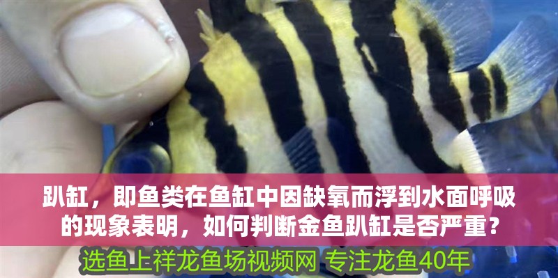 趴缸，即魚(yú)類在魚(yú)缸中因缺氧而浮到水面呼吸的現(xiàn)象表明，如何判斷金魚(yú)趴缸是否嚴(yán)重？