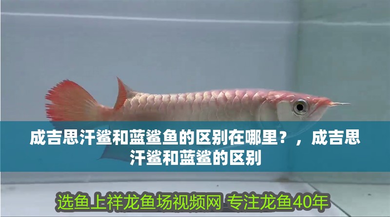 成吉思汗鯊和藍(lán)鯊魚(yú)的區(qū)別在哪里？，成吉思汗鯊和藍(lán)鯊的區(qū)別