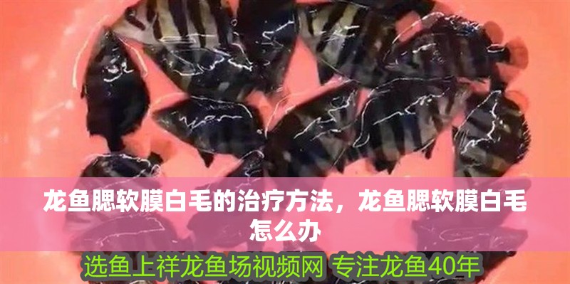 龍魚腮軟膜白毛的治療方法，龍魚腮軟膜白毛怎么辦