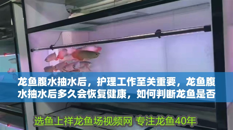 龍魚腹水抽水后，護(hù)理工作至關(guān)重要，龍魚腹水抽水后多久會恢復(fù)健康，如何判斷龍魚是否恢復(fù)健康