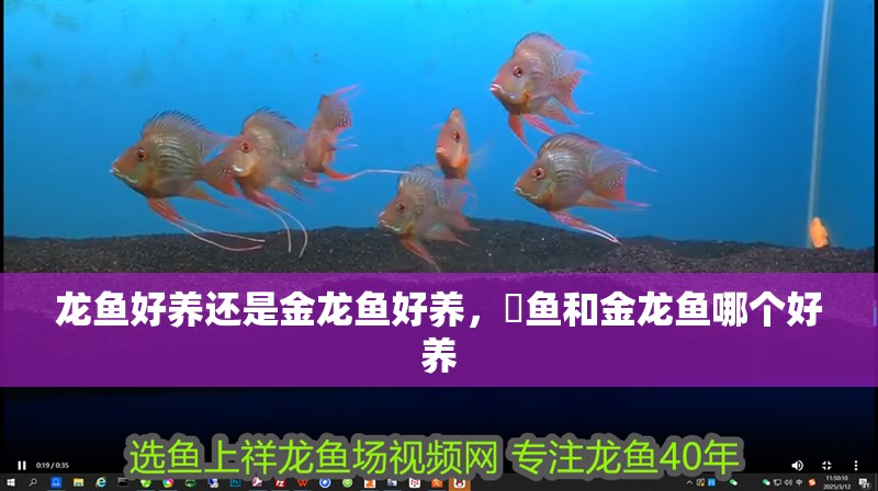 龍魚好養還是金龍魚好養，魟魚和金龍魚哪個好養